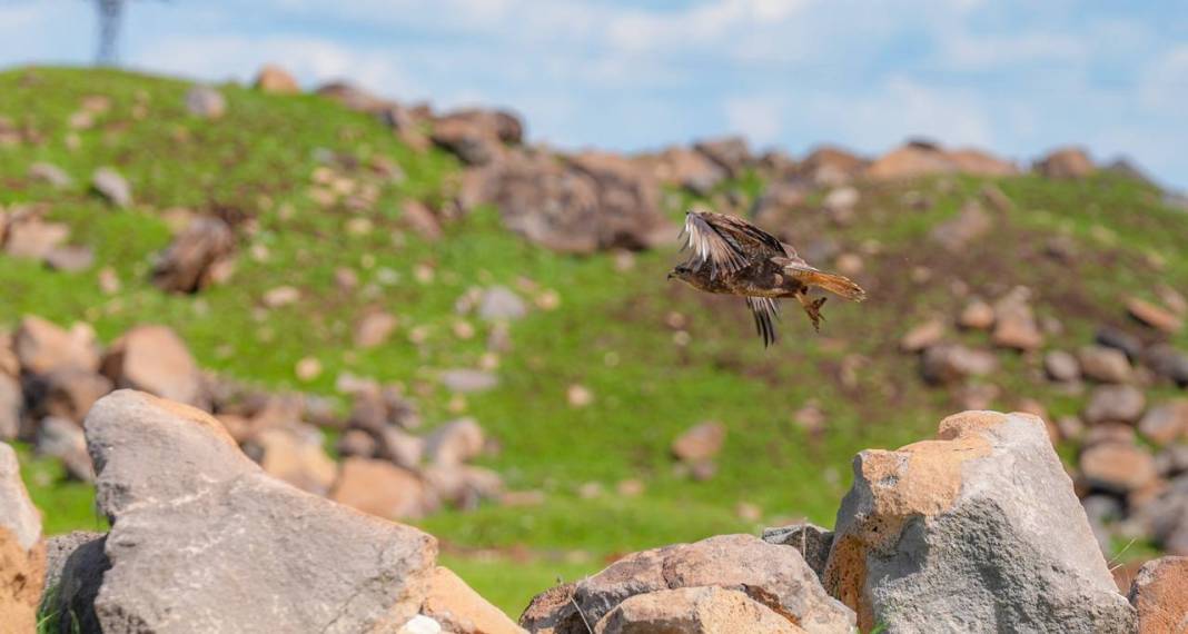 Yırtıcı bilinen masum kuşlar Dicle’yi mesken tuttu 7